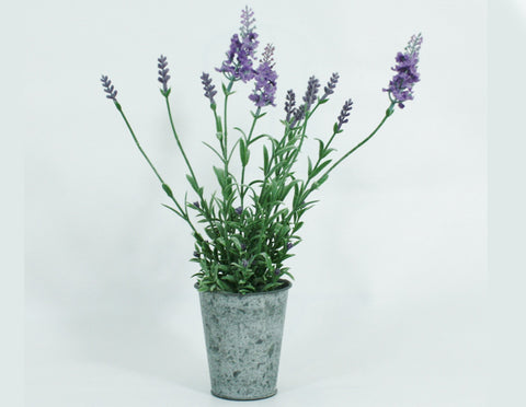 Potted Lavender