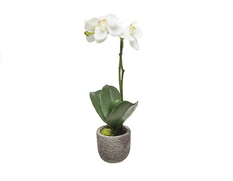 Potted Orchid