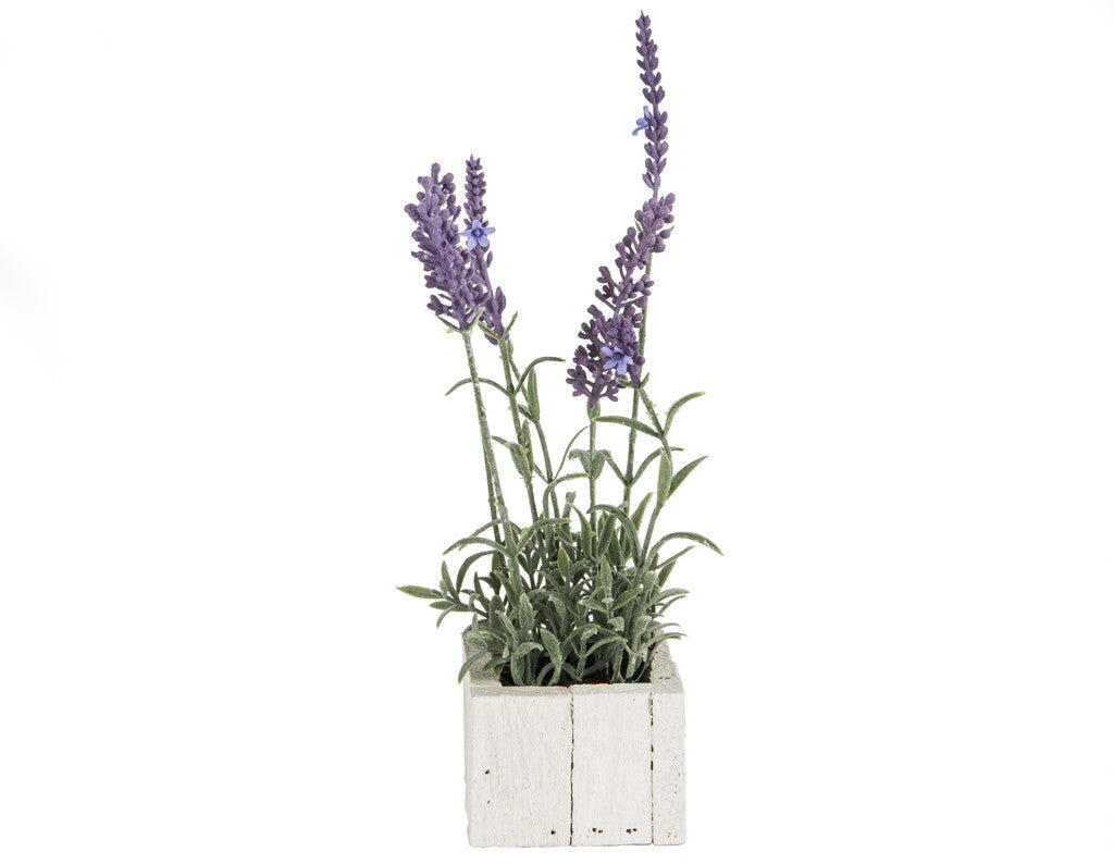 White Wooden Potted Lavender