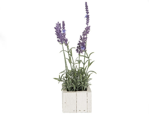 White Wooden Potted Lavender