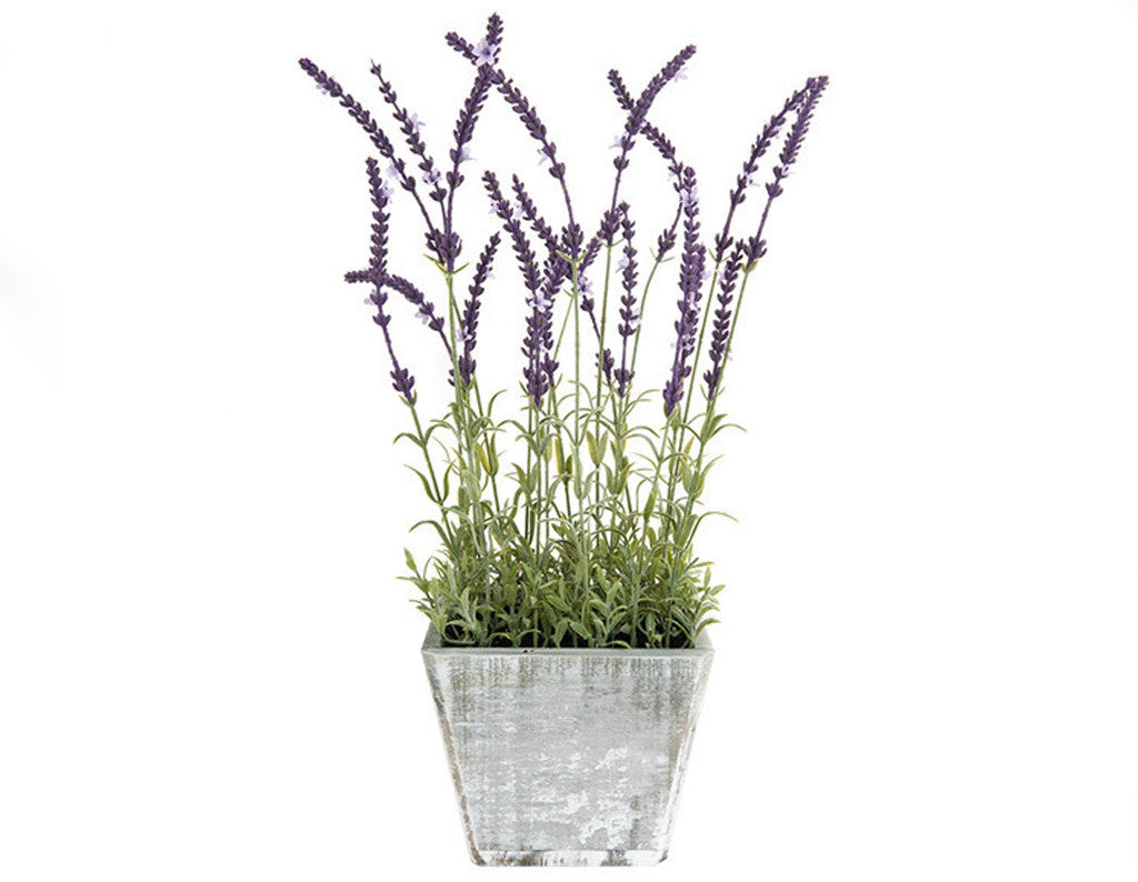 Wooden Potted Lavender