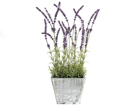 Wooden Potted Lavender